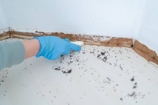 Wasp Removal Services in Bel Ridge, MO